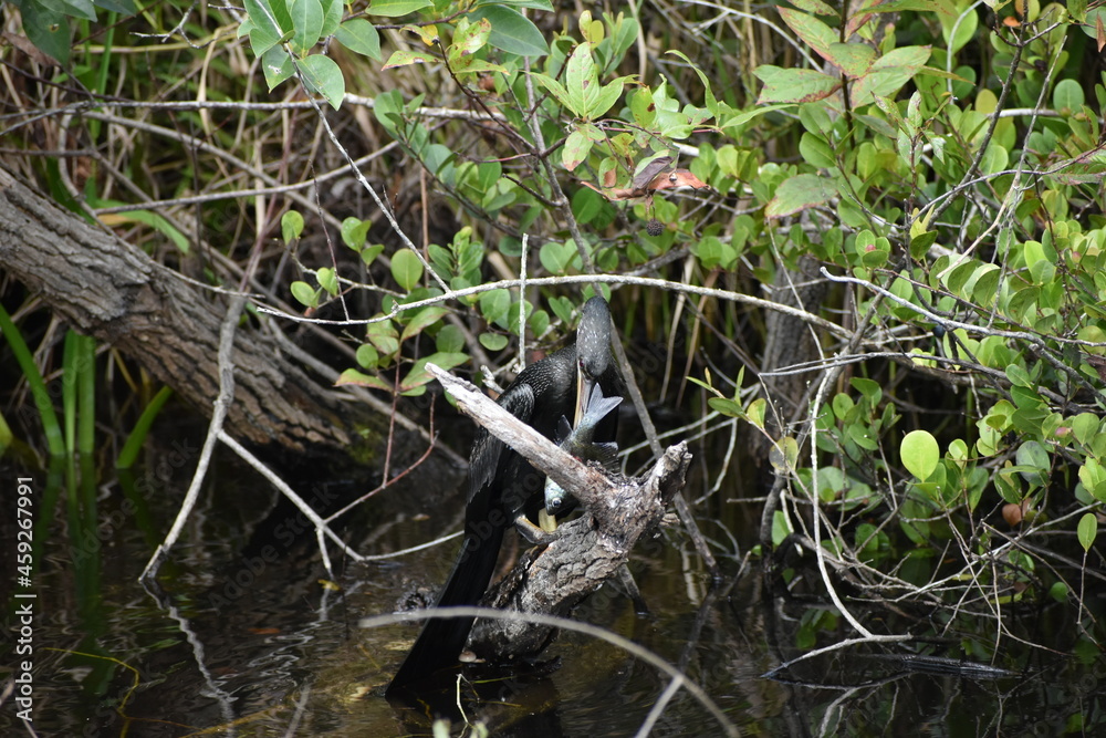 Anhinga catches a fish and.kills it.