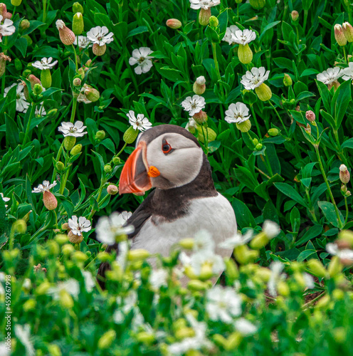 Puffin