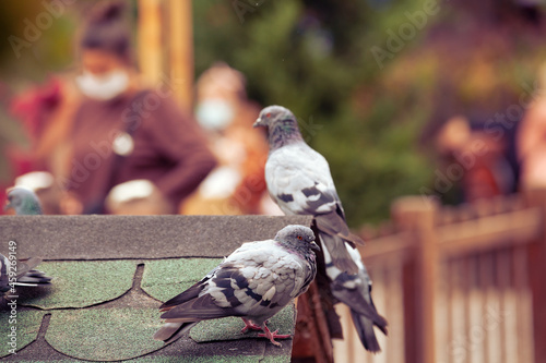 Pigeons standing on roof of  pigeon loft in Kugulu Park in Ankara. Swan park located in Cankaya district, known for its swans but also has ducks and geese. photo