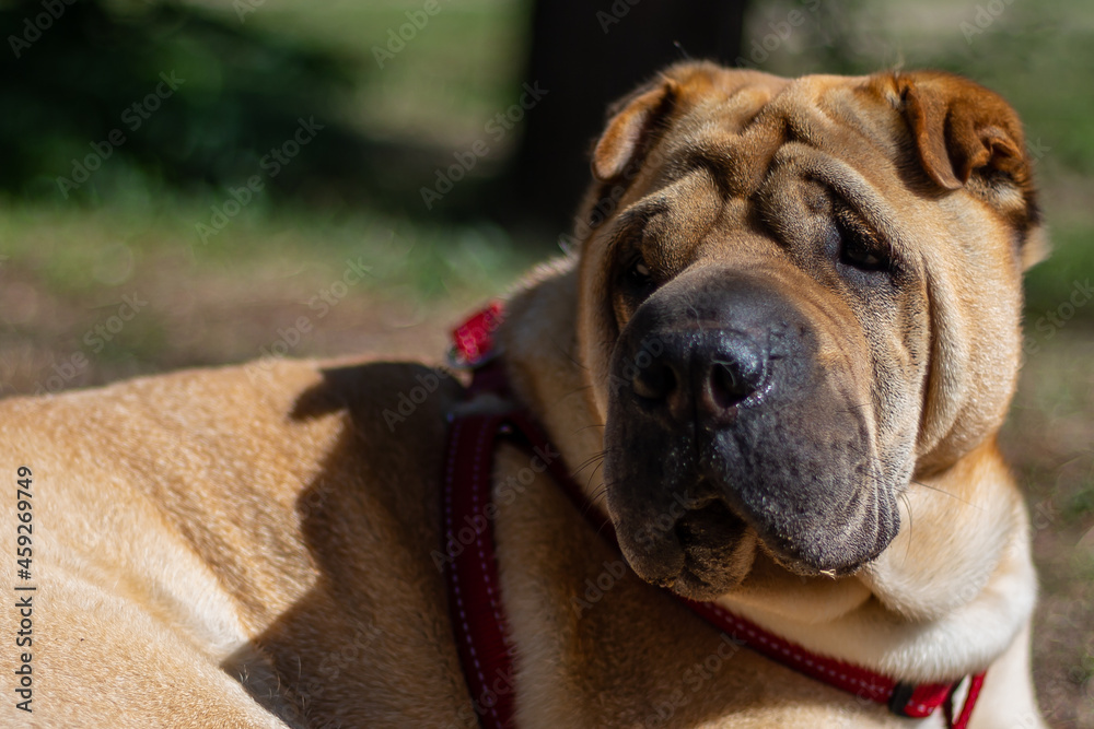 Close-up of Shar Pei breed dog with brown hair looking sideways