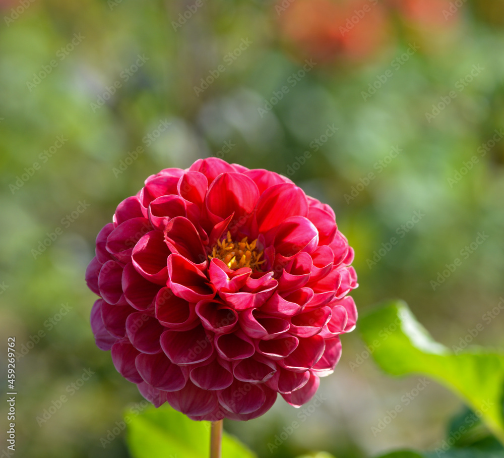 Dahlia Dahlia