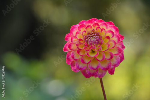 Dahlia