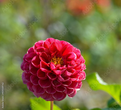 Dahlia