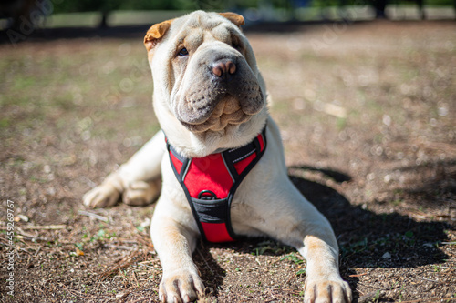 Close-up of Shar Pei breed dog with brown hair looking sideways