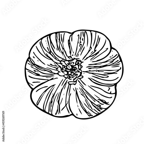 Hand-drawn garlic  plant of the onion family. Farm product  vegetarian food  proper nutrition  healthy diet. Sketch  doodle  minimalism  line art. Isolated. Vector illustration.