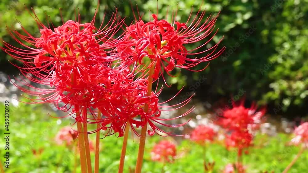 風にゆれる彼岸花と小川　益城町