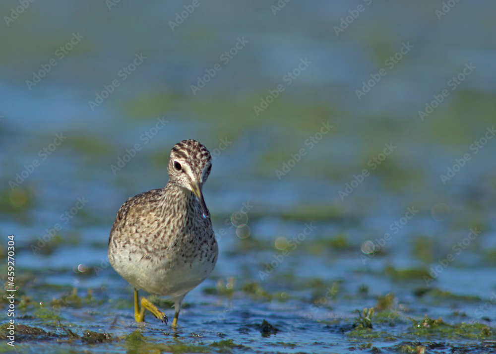 Wood Sandpiper - Tringa glareola, Crete Wood Sandpiper - Tringa glareola, Crete