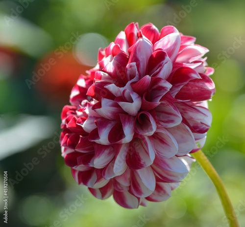 Dahlia