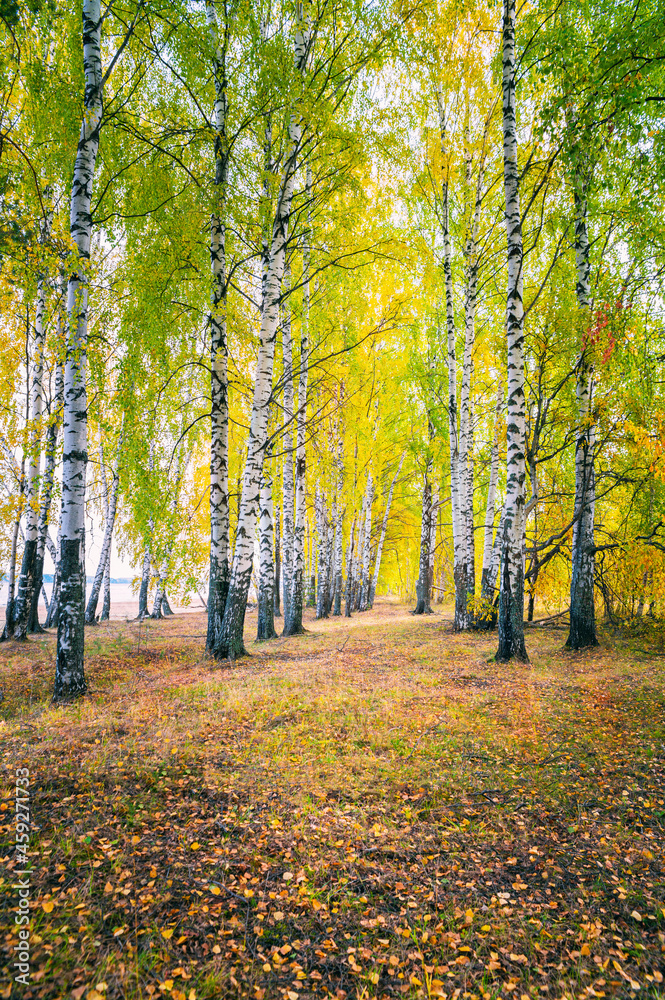Birch grove on a sunny autumn day, panoramic landscape. Birch grove on a sunny autumn day, panoramic landscape.