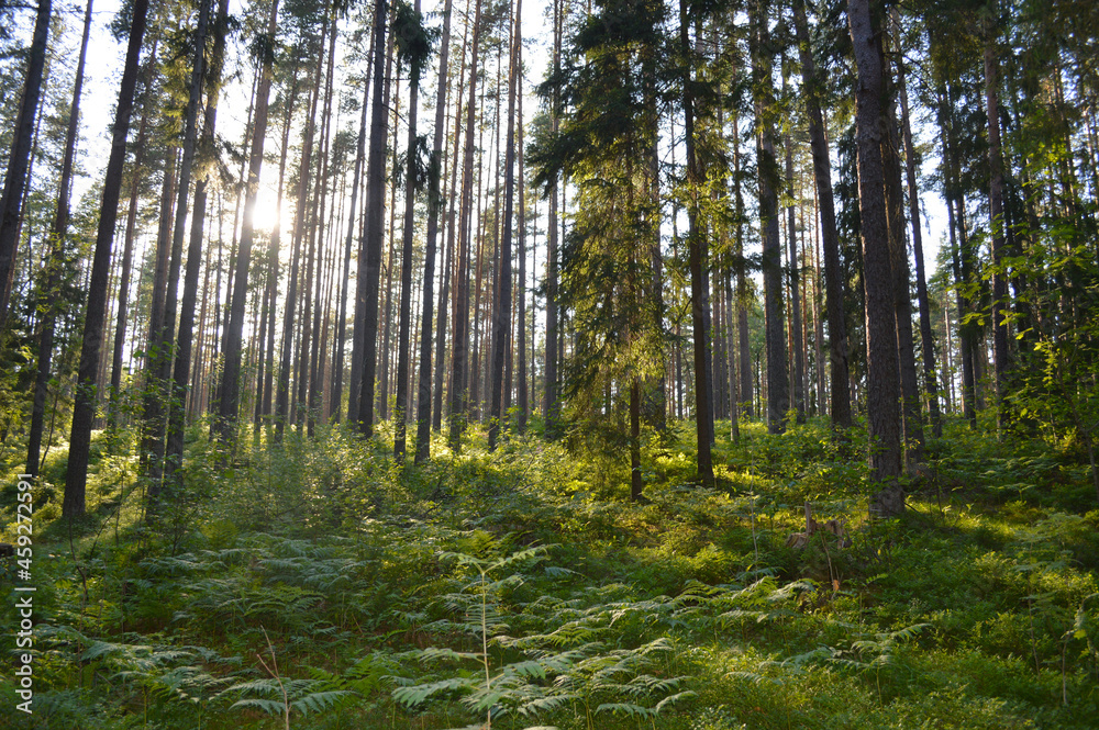 Fototapeta premium Forest trees. nature green wood
