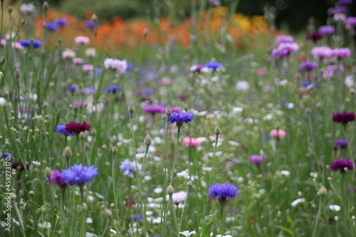 field of flowers