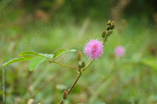 pink  Mimosas are weeds in rice fields