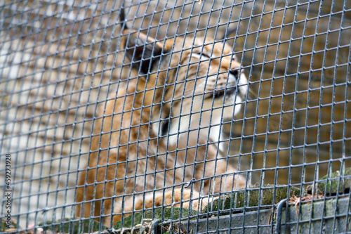 wild predatory cat. lynx in a cage. Focus on the cage photo