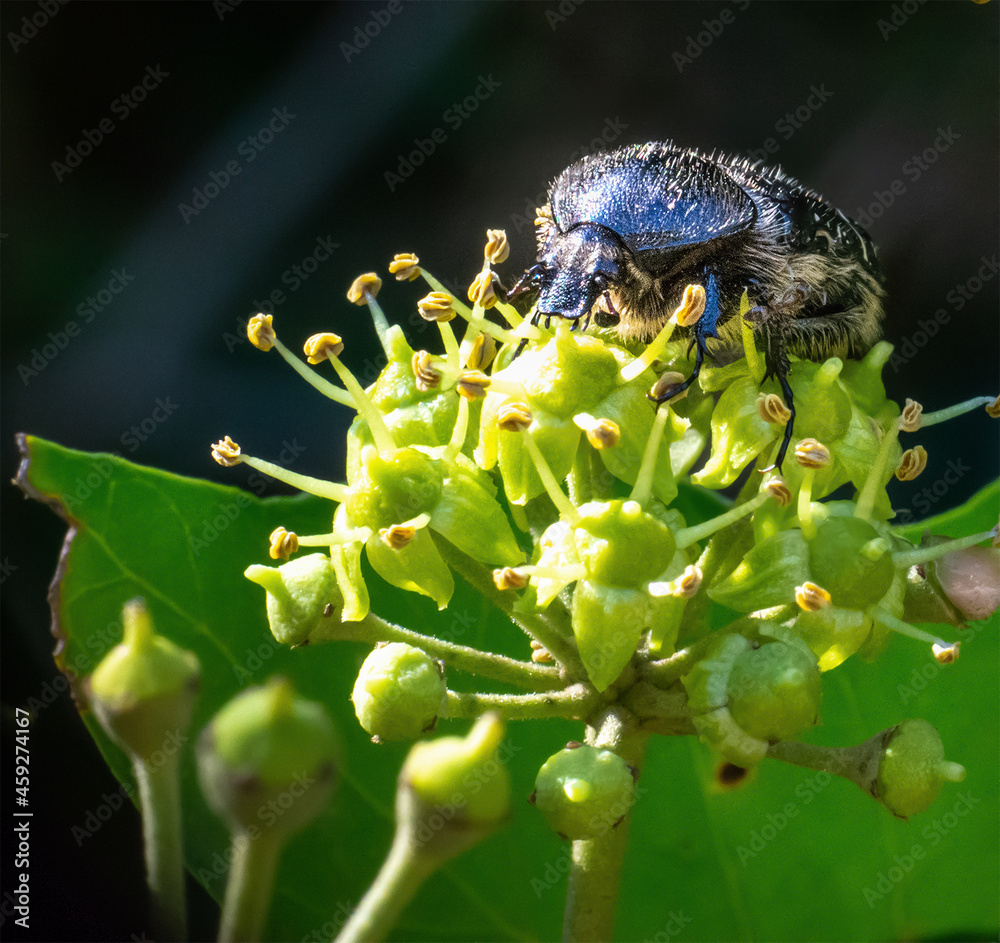 Black beetle on a green plant on black background Black beetle on a green plant on black background
