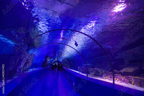 glass tunnel of a marine aquarium