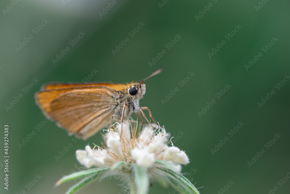 Orange butterfly on pink flower - summer background Orange butterfly on pink flower - summer background