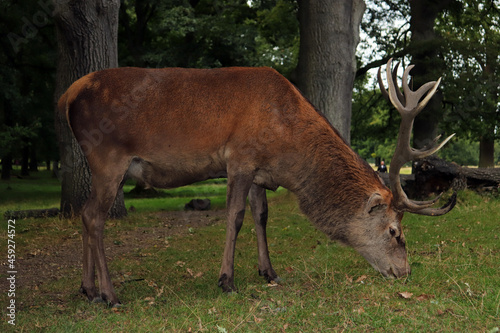 deer grazing in the woods