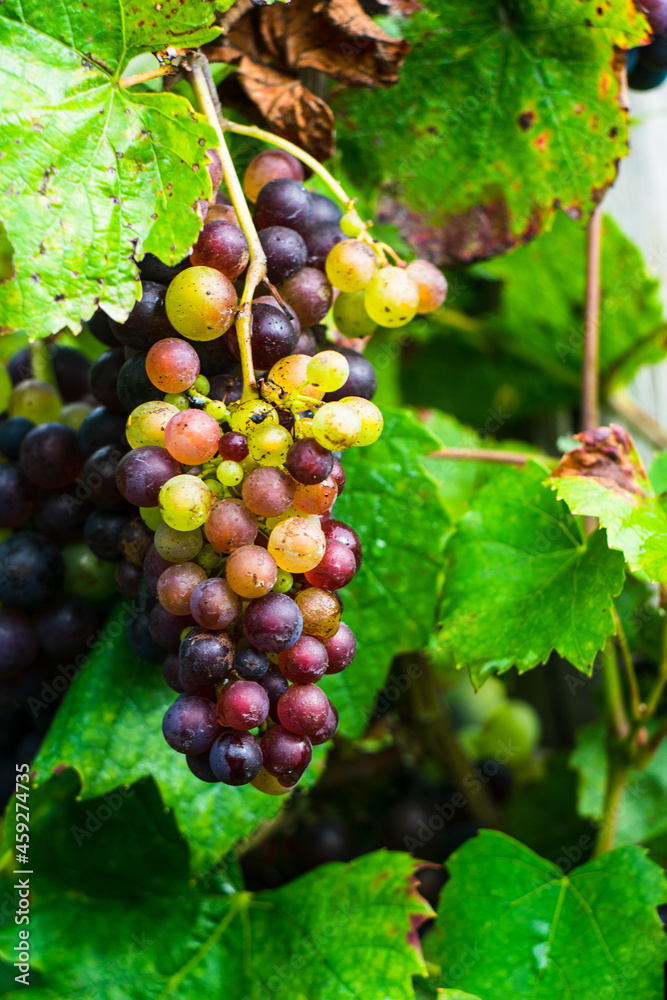 red grapes on vine, red wine grapes, bunch of grapes