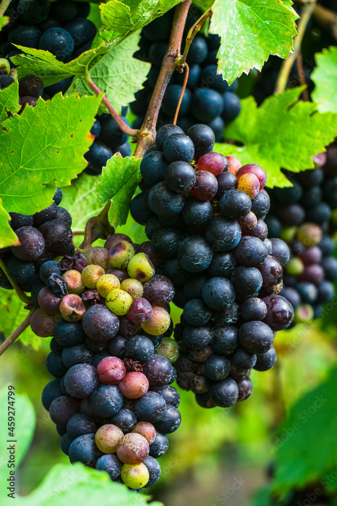 red grapes on vine, red wine grapes, bunch of grapes