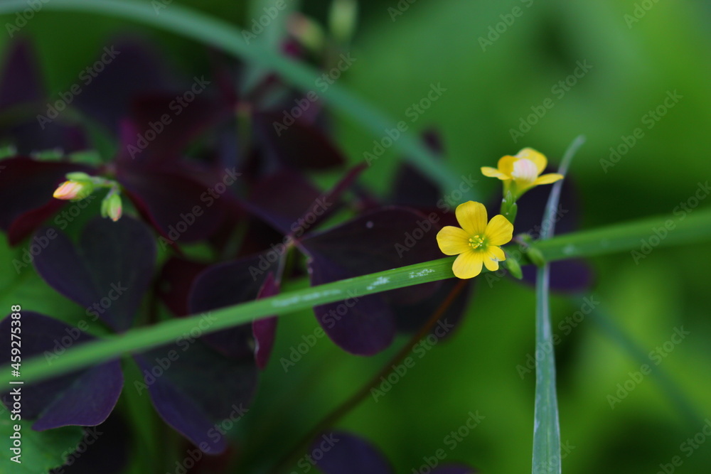 yellow flower on green grass background yellow flower on green grass background