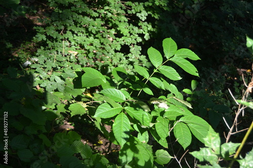 green leaves in summer in a wooded area