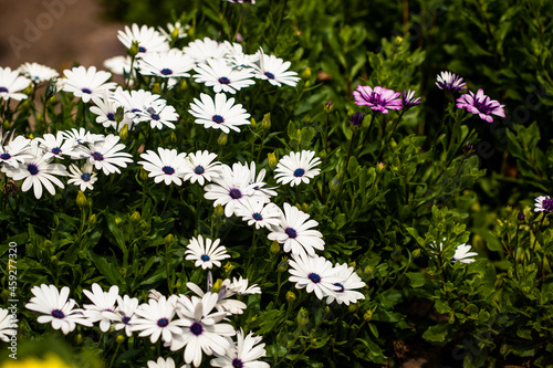 Vibrant display of giant daisy plants. Ox-eye daisies in full bloom. Beautiful white petals with contrasting yellow centres photo