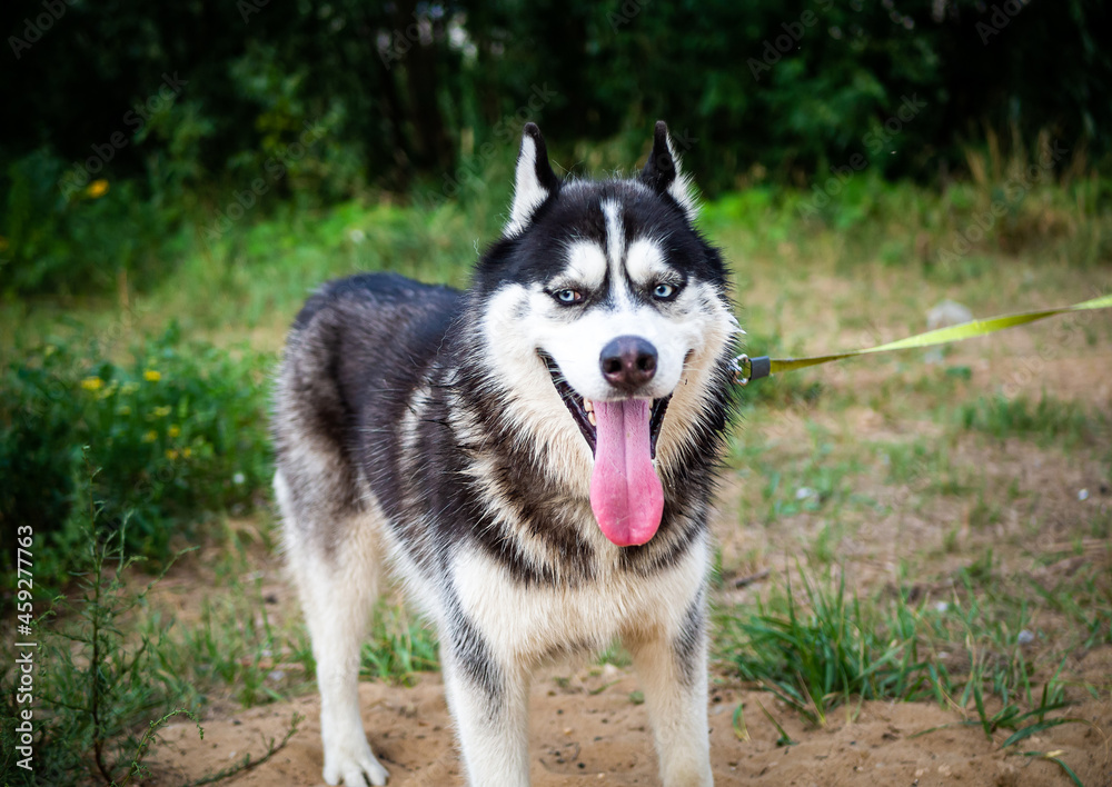 A black and white Siberian husky walking on a summer field. A black and white Siberian husky walking on a summer field.
