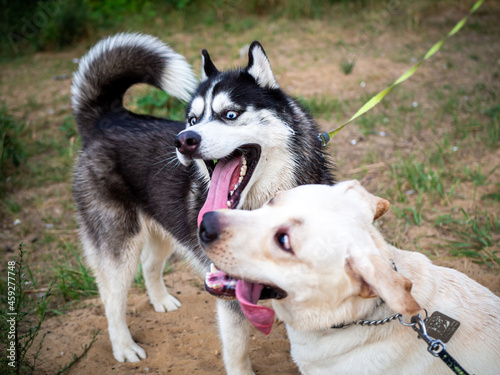 A friendly walk of a dark Husky and a white Labrador.