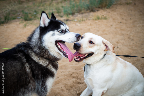 A friendly walk of a dark Husky and a white Labrador.