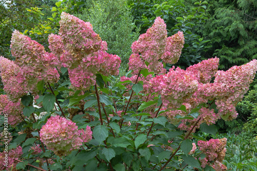 Hydrangea paniculata pinky winky, a magnificent shrub producing large pink flower in late summer