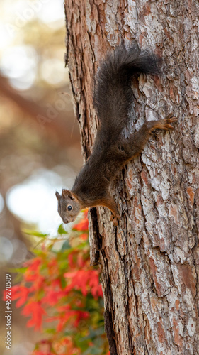 Squirrel on a tree © Matej