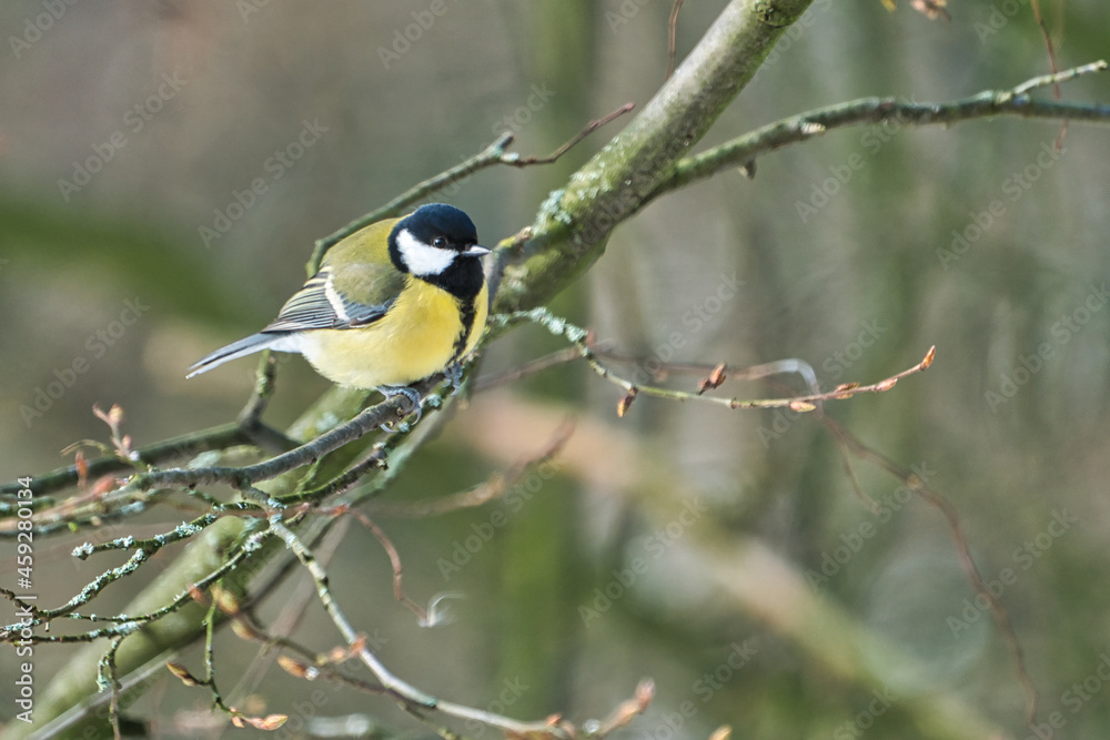 Naklejka premium one greathungry great tit in the winter tit on a tree at a cold and sunny winter day