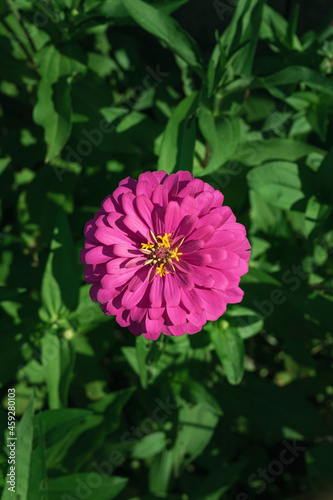 A Pink Flower In The Garden