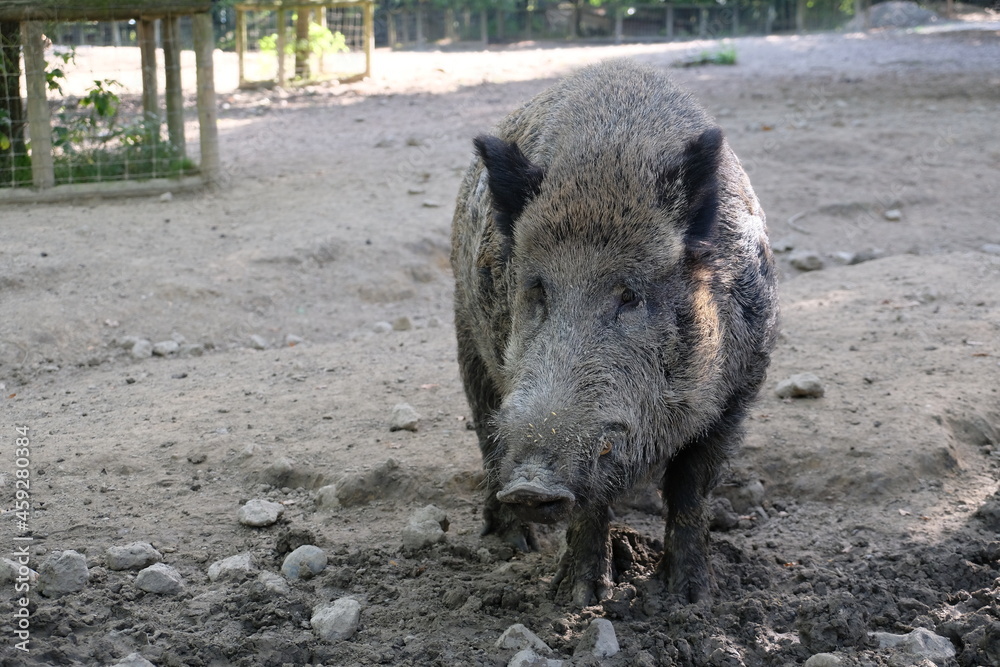 Big brown boar Big brown boar