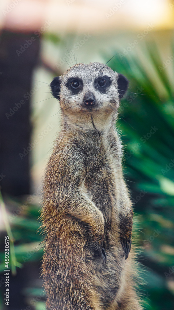 Fototapeta premium meerkat on guard
