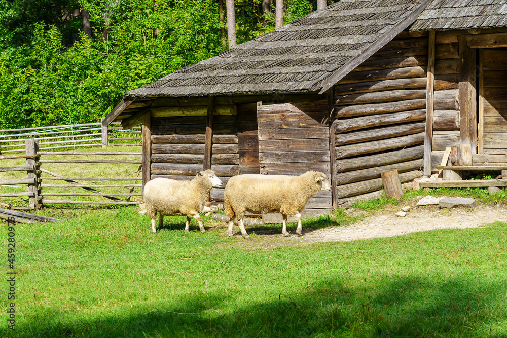 Idyllic print of sheep in the green field next to country log cabin. Idyllic print of sheep in the green field next to country log cabin.