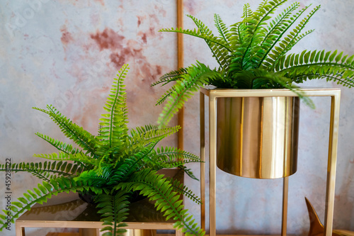 Tuber Sword Fern or Fishbone Fern is ornamental plants that planted in the gold flowerpot near the window for get the sun with marble wall background in the living room. photo