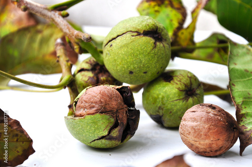 Walnut kernels. Raw walnuts in a green shell. Ripe walnut tree nuts.