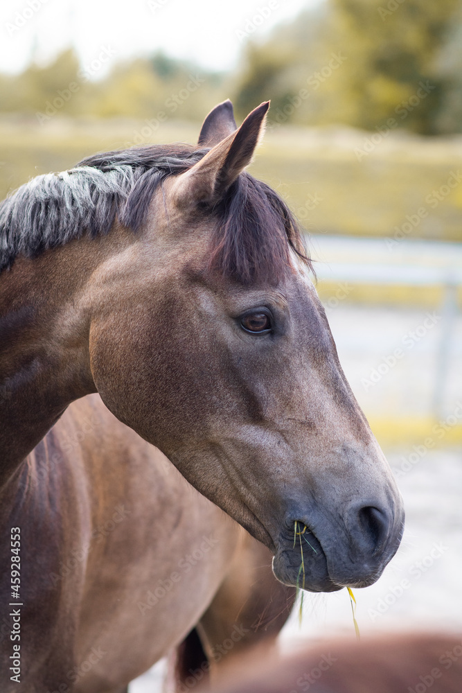 Obraz premium Pferdekopf