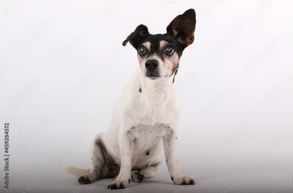 small old jack russell terrier is sitting in the white studio