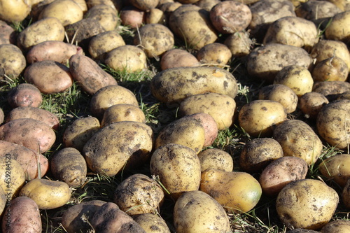 potatoes on the ground