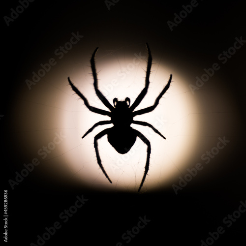 spider on black background