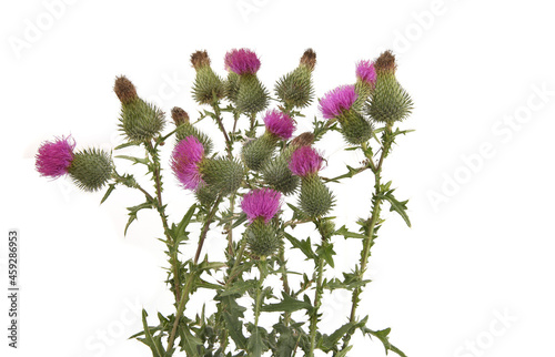 Thistle flowers Carduus isolated on white background. Blooming wild meadow plant Carduus acanthoides. photo