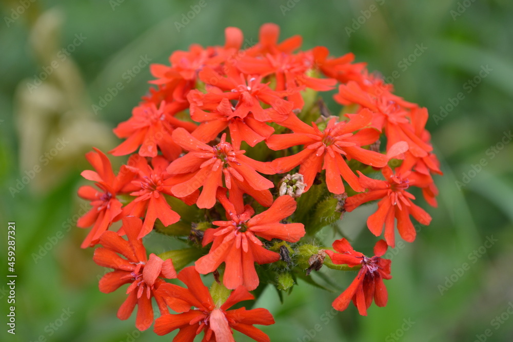 red flower in the garden red flower in the garden
