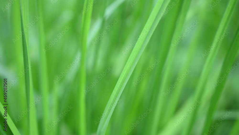 A background of juicy green grass in the wind. Video with a static camera. High quality 4k footage A background of juicy green grass in the wind. Video with a static camera. High quality 4k footage