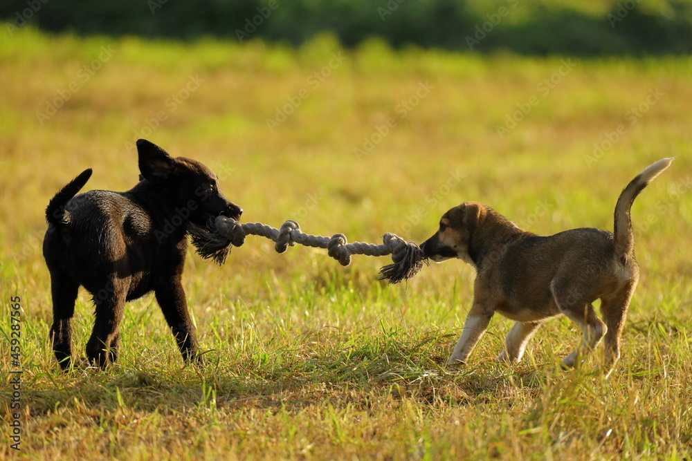 dogs playing wit rope in the field dogs playing wit rope in the field