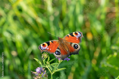 European peacock butterfly (Aglais io) rests in a geen field.