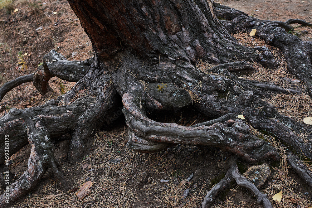 Huge brown tree roots. Natural background. Autumn. Huge brown tree roots. Natural background. Autumn.