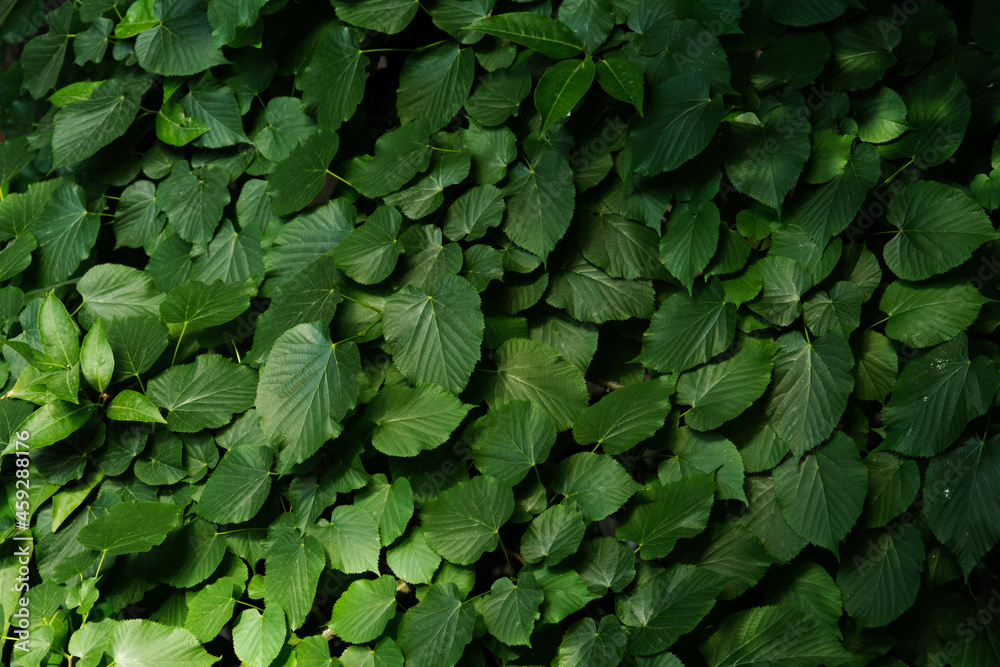 Close up texture shot of green leaves. Close up texture shot of green leaves.