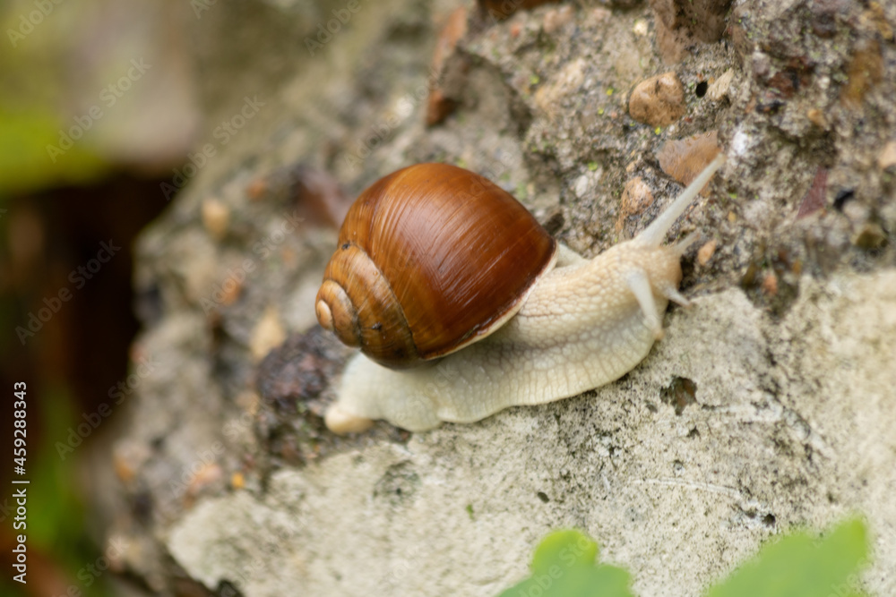 Brown snail crawling on a stone, close-up Brown snail crawling on a stone, close-up